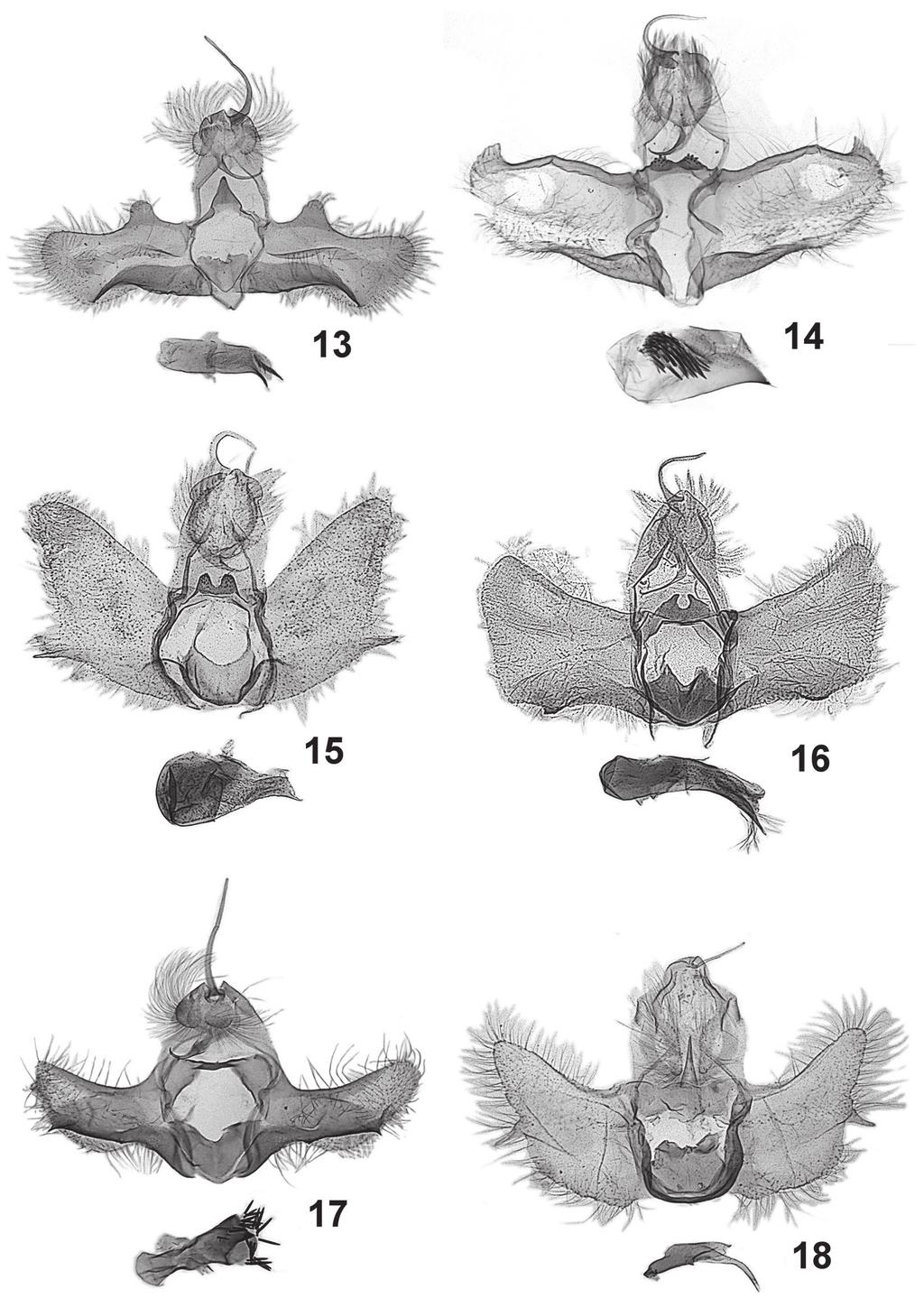 556 Józef Razowski, Janusz Wojtusiak 13-18. Male genitalia: 13 Netechma camelana sp. n., holotype, 14 Netechma polycornuta sp. n., holotype, 15 Netechma crucifera sp.