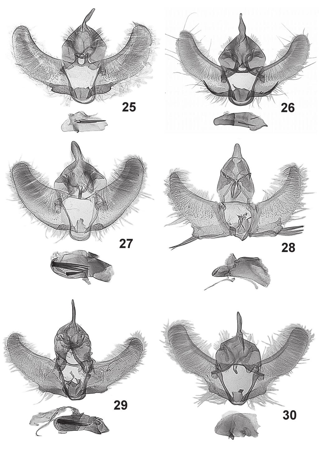 558 Józef Razowski, Janusz Wojtusiak 25-30. Male genitalia: 25 Inape tricornuta sp. n., holotype, 26 Inape balzapamba sp. n., holotype, 27 Transtillaspis hepaticolorana sp.