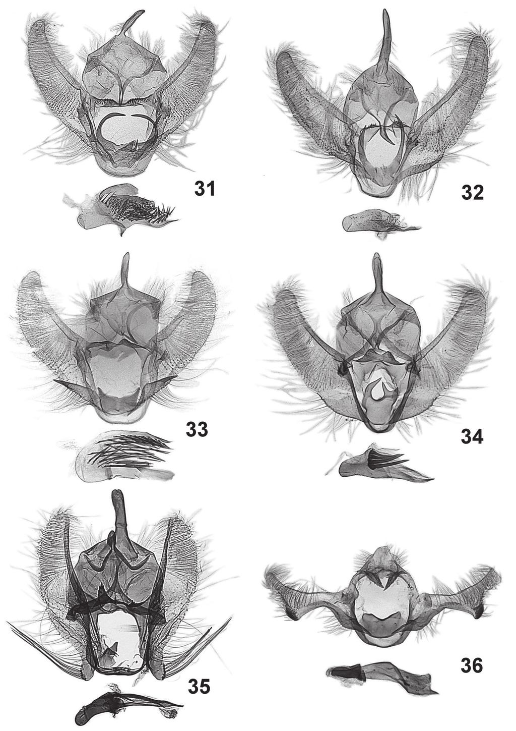 Tortricidae from the Mountains of Ecuador 559 31-36. Male genitalia: 31 Transtillaspis multicornuta sp. n., holotype, 32 Transtillaspis pichinchana sp. n., holotype, 33 Transtillaspis golondrinana sp.