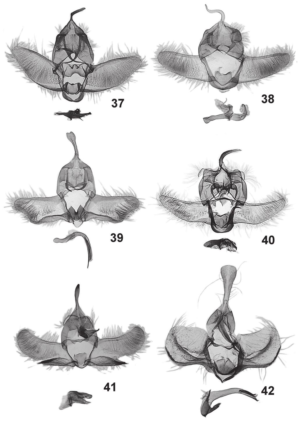 560 Józef Razowski, Janusz Wojtusiak 37-42. Male genitalia: 37 Oregocerata nigrograpta sp. n., holotype, 38 Oregocerata recurrens sp. n., holotype, 39 Guarandita bolivariana sp.