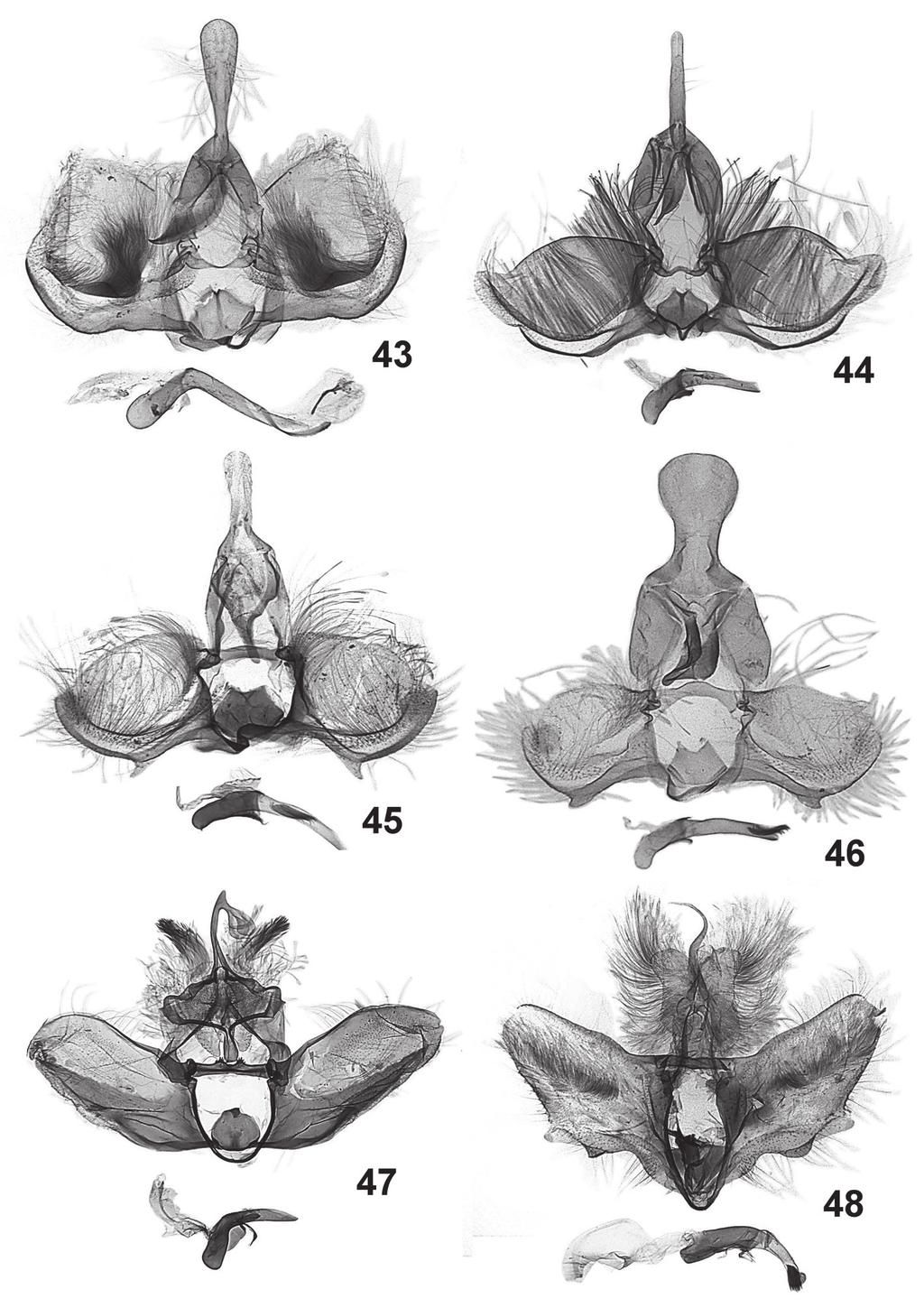 Tortricidae from the Mountains of Ecuador 561 43-48. Male genitalia: 43 Argyroteania subcordillerae sp. n., holotype, 44 Argyrotaenia tenuis sp. n., holotype, 45 Argyrotaenia altera sp.