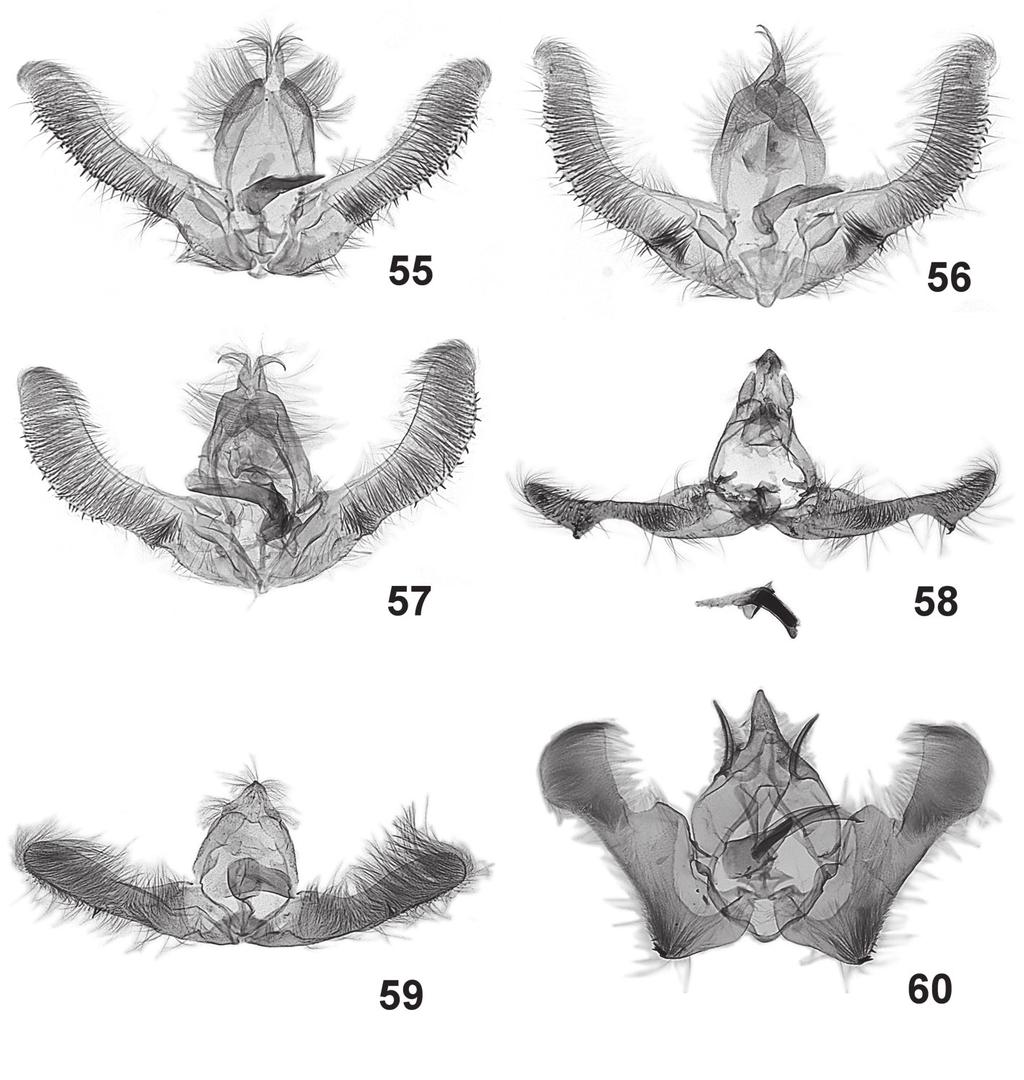 Tortricidae from the Mountains of Ecuador 563 55-60. Male genitalia: 55 Omiostola brunneochroma sp. n., holotype, 56 Omiostola delta sp. n., holotype, 57 Omiostola triangulifera sp.