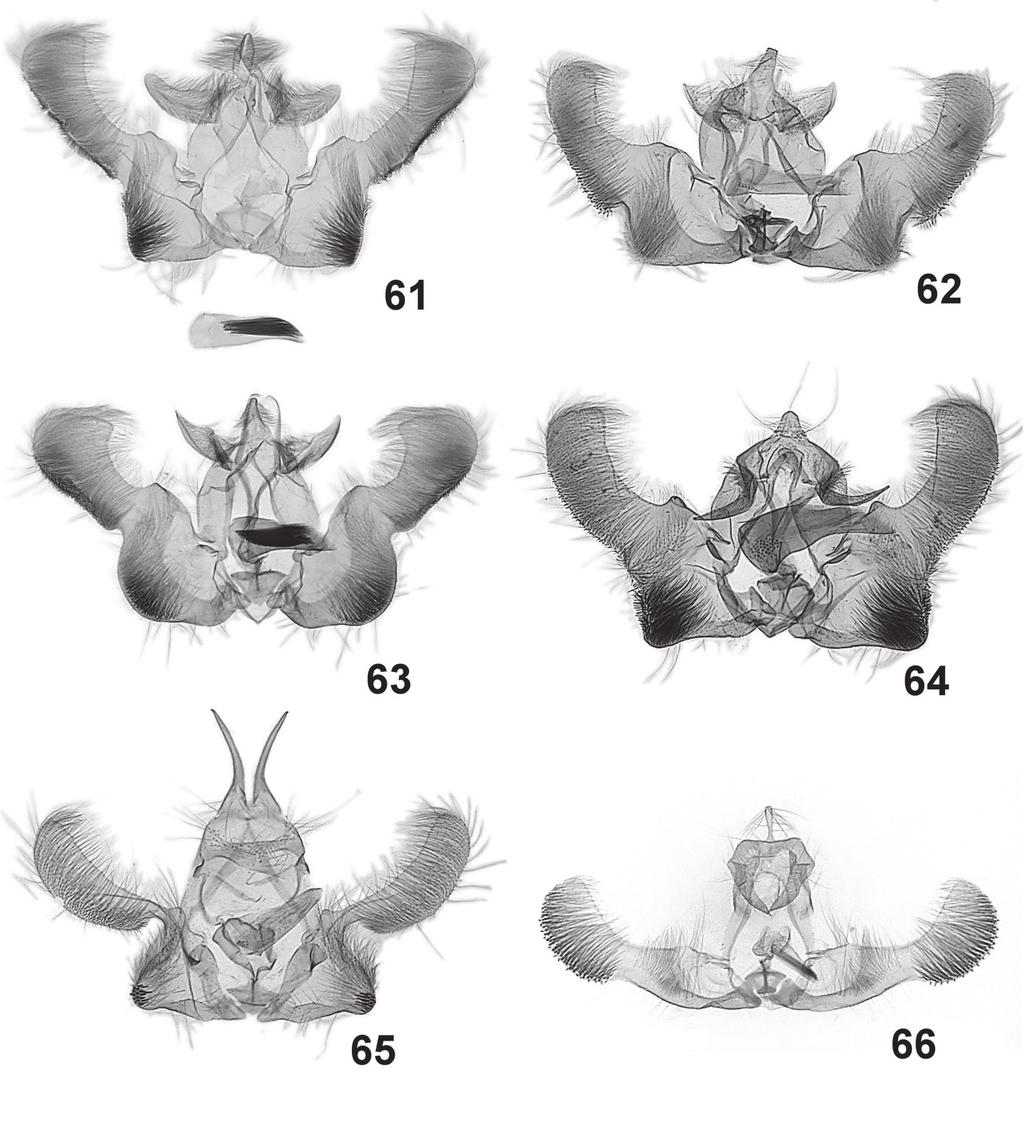564 Józef Razowski, Janusz Wojtusiak 61-66. Male genitalia: 61 Epinotia longistria sp. n., holotype, 62 Epinotia multistrigata sp. n., holotype, 63 Epinotia chlorochara sp.