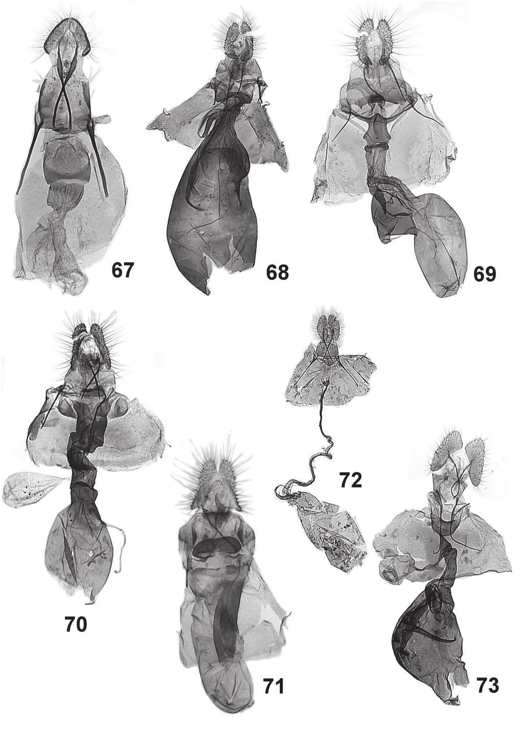 Tortricidae from the Mountains of Ecuador 565 67-73. Female genitalia: 67 Saphenista chiriboga sp. n., holotype, 68 Netechma splendida sp. n., paratype, 69 Netechma lamanana sp. n., holotype, 70 Netechma bifascia sp.