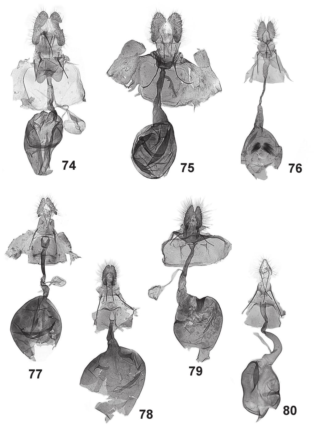 566 Józef Razowski, Janusz Wojtusiak 74-80. Female genitalia: 74 Amorbia jaczewskii sp. n., paratype, 75 Argyrotaenia tenuis sp. n., holotype, 76 Heppnerographa ardea Razowski & Becker, 77 Tsinilla albidecora sp.