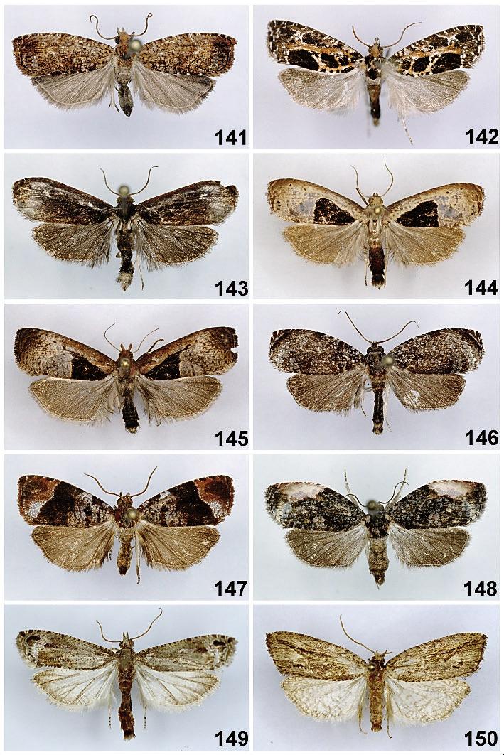 Tortricidae from the Mountains of Ecuador 573 141-150. Adults: 141 Episimus silvaticus sp. n., holotype, 142 Omiostola splendissima sp. n., holotype, 143 Omiostola brunneochroma sp. n., holotype, 144 Omiostola delta sp.