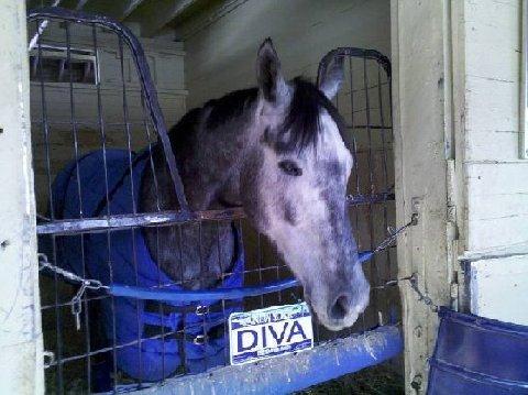 Betty is The Diva, as her NY license plate clearly states During her two route performances, her jockeys both advised us that they had a ton more horse still sitting under them, ready to explode.