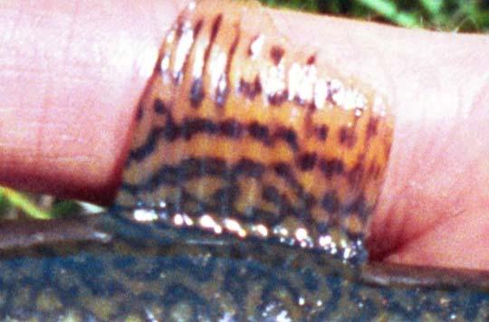 Partial key for trout and char Black spots