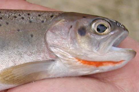 jaw (Rainbow trout) Distinct black markings