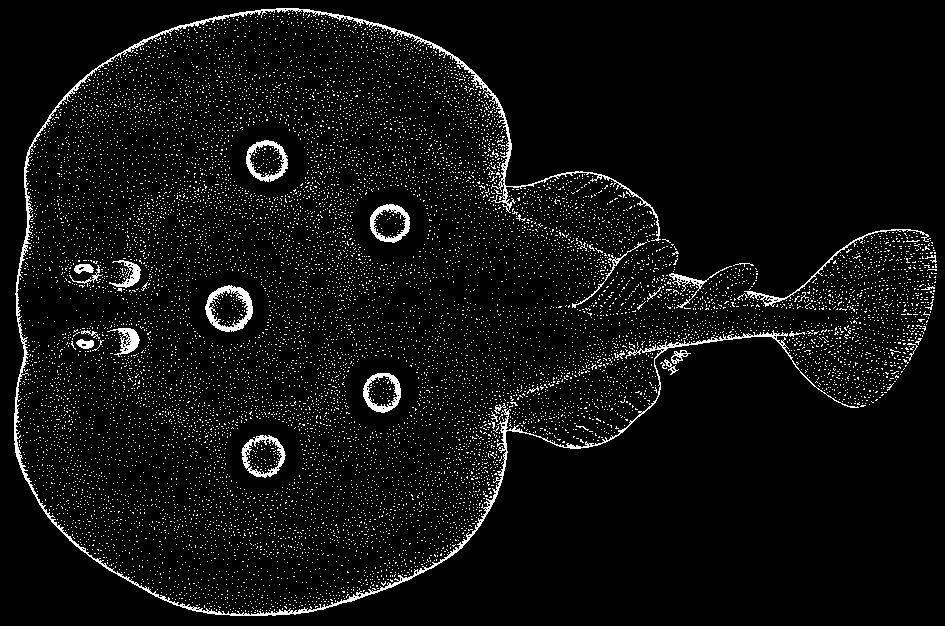 Batoid Fishes - Guide to Families and Species Occurring in the Area 59 Torpedo (Torpedo) sinuspersici Olfers, 1831 (Plate VIII, 56) TORPEDINIDAE None / Torpedo panthera Olfers, 1831.