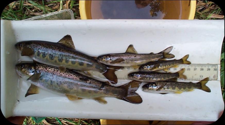 Salmon reappeared in the Clyde estuary during the 1960s, and improving water quality allowed its return to the River Clyde in numbers in 1983.