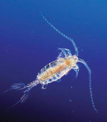 Copepods Copepods are the largest group of