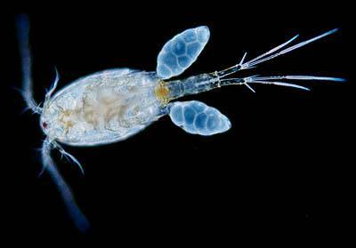Marine copepods exist in enormous numbers