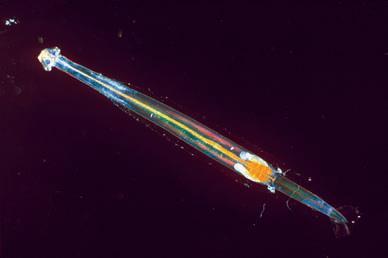 planktonic animals, particularly