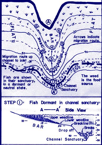 MIGRATION THEORY OF FISH The home of the fish is deep water, where the fish are dormant and very difficult to catch.