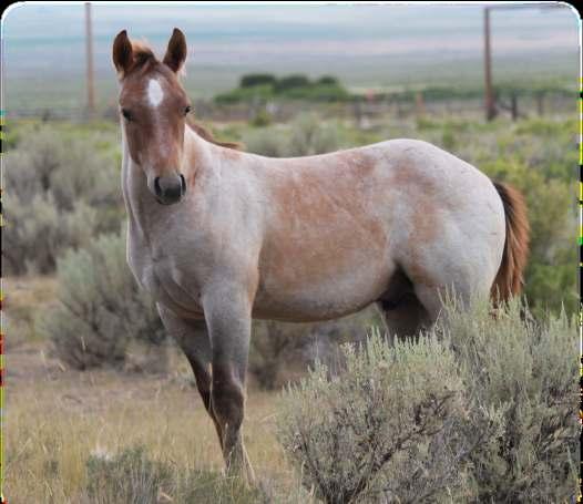7 2018 Red Roan Stud Colt Mr Silver Pistol/Peptos Royal Quick This roan stud colt will make a great event horse.