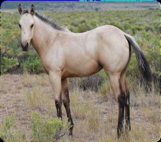 This colt has the looks, build and temperament to be successful. 8 2018 Buckskin Filly Mr Poco Blakburn 004/Samantha TIvio WOW!