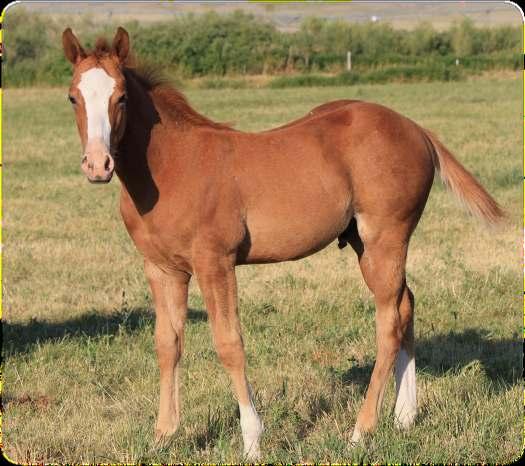 When she gets older you will have a gorgeous broodmare with a pedigree to back it.