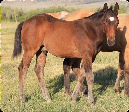 18 2018 Red Roan Filly Double L Boon/Leos Pretty Ms Tiveo Big and stout with a strong hip and low to the ground.