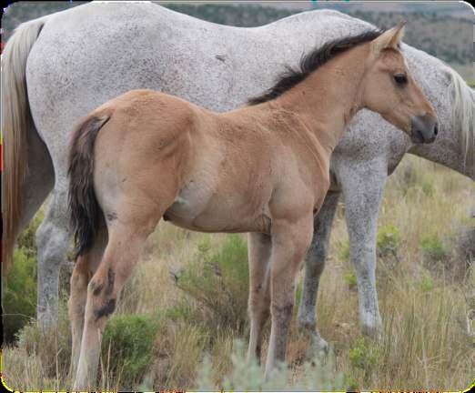 This filly has a set of britches on her that will drive around a barrel or get around a cow.