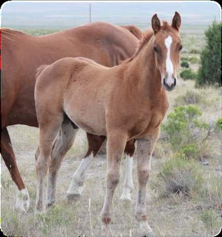 25 2018 Blue Roan Stud Colt Double L Boon/Lady Tinkerbell What a cutie.