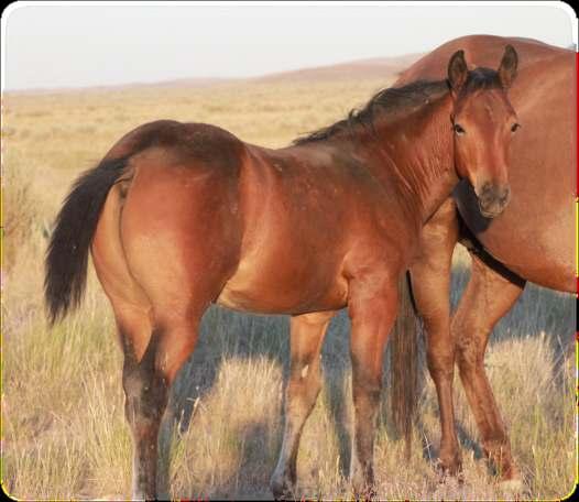 I can picture this colt ripping the feet off a steer, tipping a calf over, or better yet, being one of those hard to find family