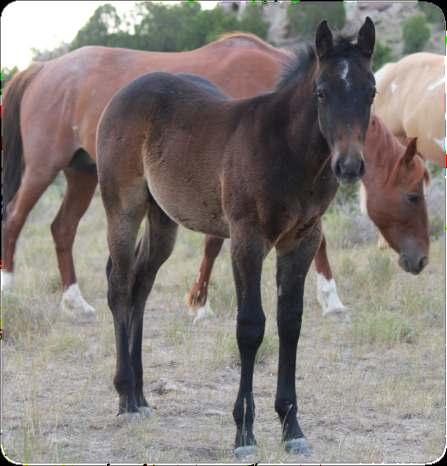 mares. She is by a full blood brother to Dry Spec A Pepper out of the great mare Shesa High N Dry.