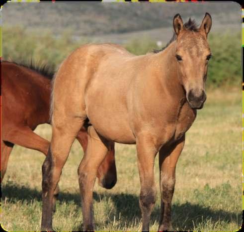 37 2018 Red Roan Stud Colt Double L Boon/Wax N Sparkle Red roan stud colt out of a granddaughter of Gay Bar King and Shining Spark.
