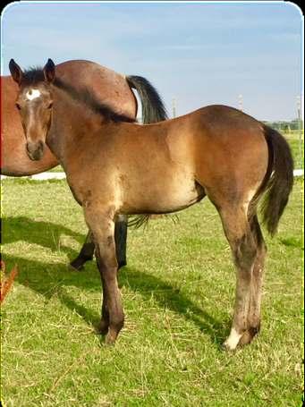 42 2008 Blue Roan Mare GRADE ICE CREAM This filly is grey. Out of a pretty Leo paint mare.