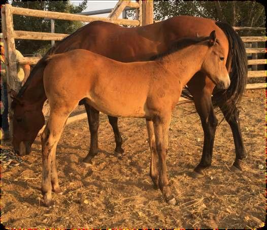 44 2018 Bay Roan Stud Colt Mr Silver Pistol/Win The World Nice bay roan stud colt by Mr Silver Pistol and out of a