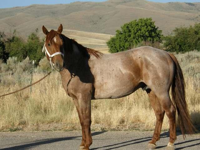 Hollywood Return Sly Glo Double L Boon produces some of the prettiest foals on the ranch. They re really easy to pick out of the herd. Easy to handle, good bone and feet, and awesome muscling.