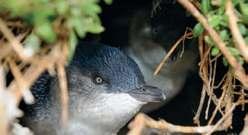 Penguin Viewing (4 km return walk from end of Hawley Beach) Visit the local Little Penguin colony at Port Sorell.