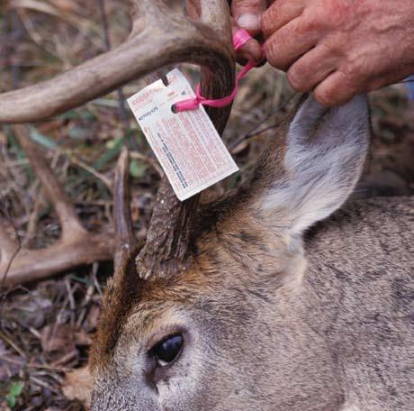 NORTH DAKOTA Deer Population... NA Average Harvest... 92,930 Bow-hunters... 20,769 (inc. mule deer) Forested Land.