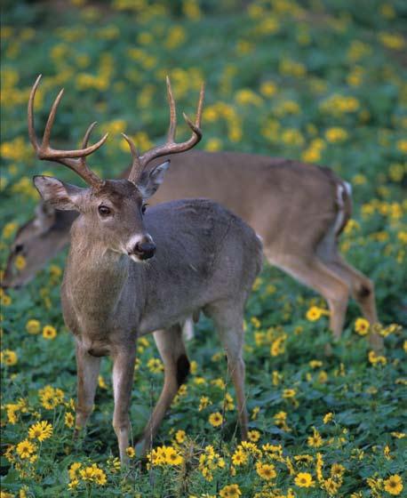 that were observed during summer to estimate the number of deer in the state before the hunting season began. Then, to determine the posthunt population, they multiply the total harvest by 1.