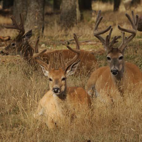 KANSAS Deer Population... 450,000 Average Harvest... 76,582 Bow-hunters... 21,780 Deer Habitat.