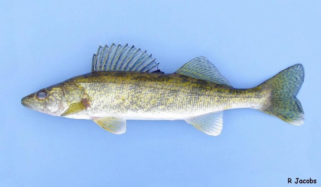 Walleye In Connecticut Walleye are: Native to most of Canada and the northern United St