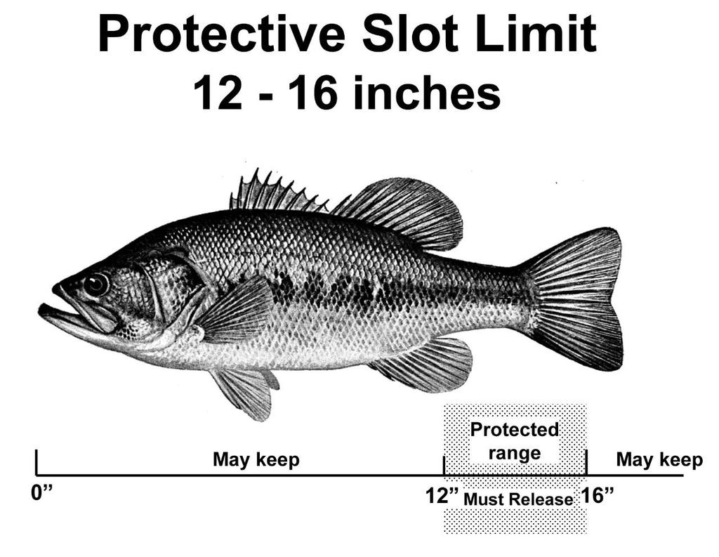 Bass Management and Coventry Lake Coventry has in place a specific fishing regulation designed to help achieve our goal of producing a quality bass fishery: Largemouth & Smallmouth Bass: 12-16 inch