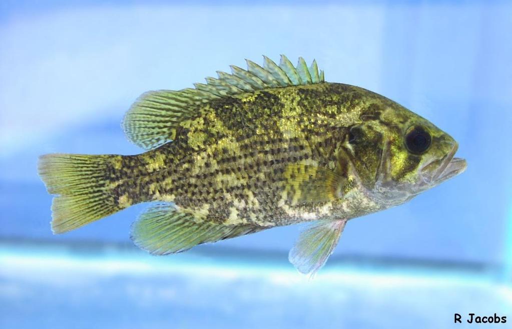 Monitoring Warmwater Fish Populations In Lakes Mid-Level Fish Species (continued) One of the interesting findings we have documented was the establishment of Rock Bass.