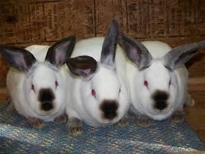 List of breeders available from Extension Office Cost $20 +/- per rabbit Need to contact breeder by Mid March so they can breed for our Fair Show best 3 at fair, but need to purchase at least 5 Each