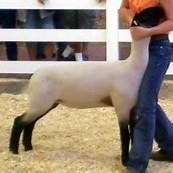 Can be either a female (ewe) or a castrated male (wether) Cost $300 +/- Minimum weight at fair 70lbs Should be 5-6 months old at county fair (December or January born) Breed: Suffolk, Hampshire or a