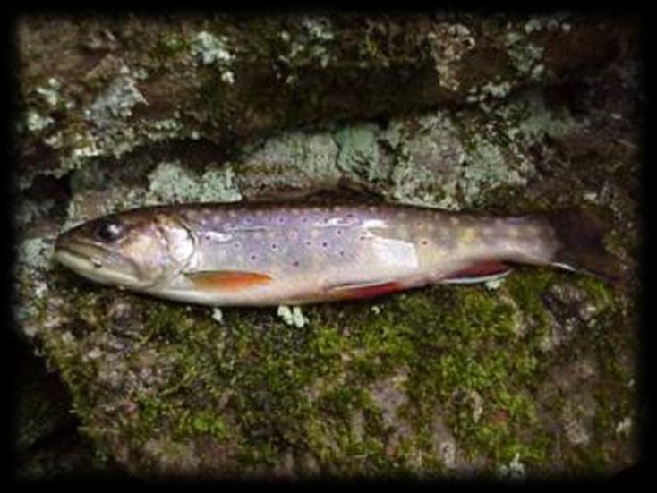 Use GIS technology to identify potential wild trout streams (watersheds) most 3.