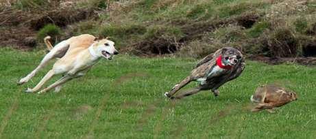 Hare Coursing Hare coursing is covered by Section 1 Protection of Wild Mammals (S) Act 2002 and 11G Wildlife and Countryside Act 1981