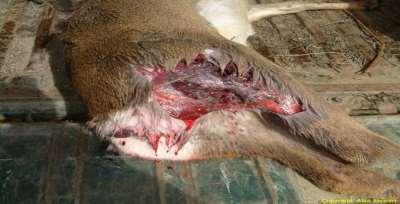 Poaching Offences relating to the illegal taking or killing of game are complex. The Deer (Scotland) Act 1996 is the main legislation for deer crime.
