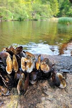 Freshwater Pearl Mussels Scotland has one of the largest populations of FWPM in the world.