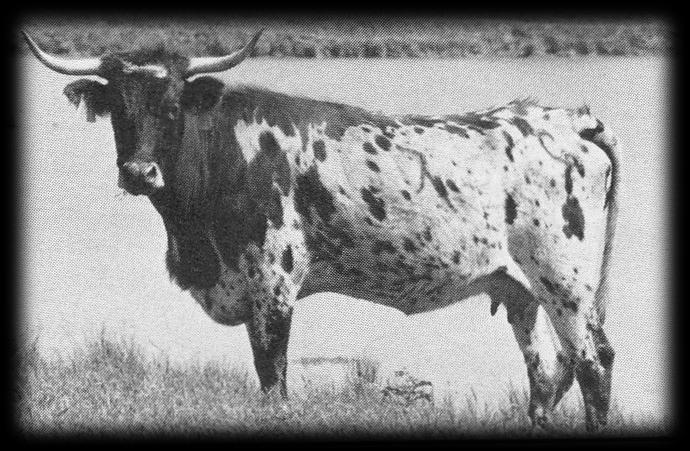 Let's take a look at two cow families as examples of the progression of the Longhorn breed. These are examples of increases in horn length, conformation and color within a cow family line.