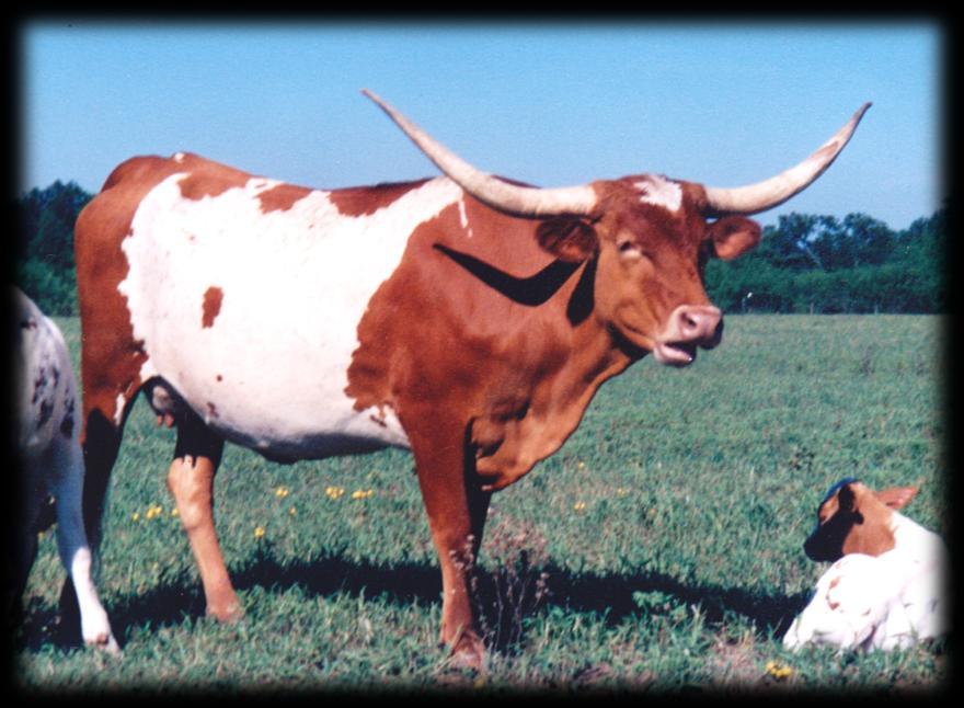 This photo is of Impressive Ruth, the 1983 daughter of Impressive and the above cow Wix Ruth.