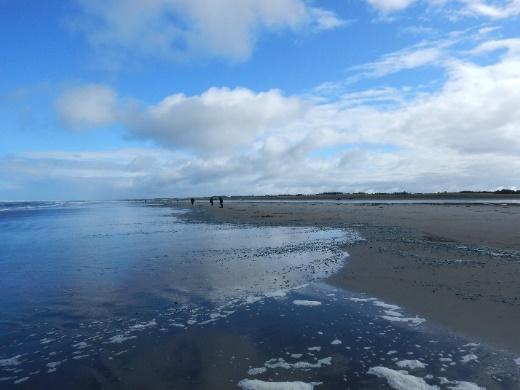Through the spring and early summer I went on a few new adventures razor clam digging on the Washington Coast, shad fishing on the Columbia River