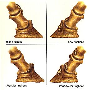 Name and locate on a mount the following unsoundnesses: ringbone, curb, bowed tendons, sidebone, spavin, navicular, splint, thoroughpin, sprains.