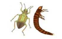 adult larva