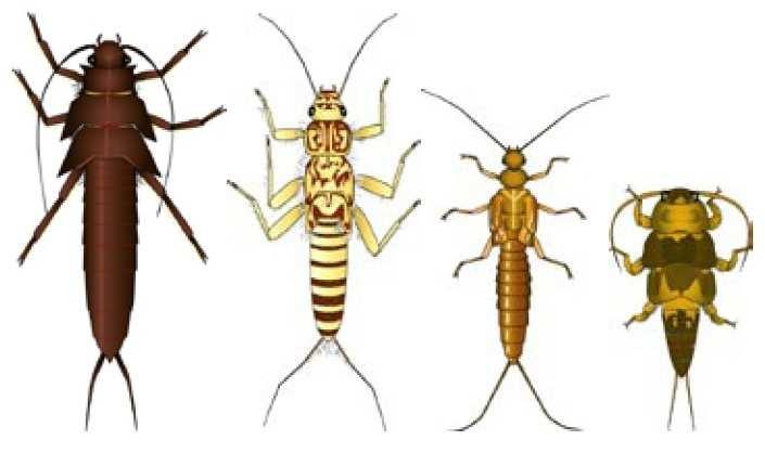 STONEFLIES Generally elongated, but varies 5-35 mm Abdomen ends in 2 hair-like tails No gills visible on abdomen 2 claws on the end of each leg Antennae